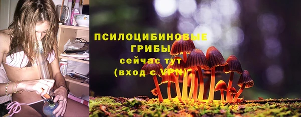 сатива Новозыбков