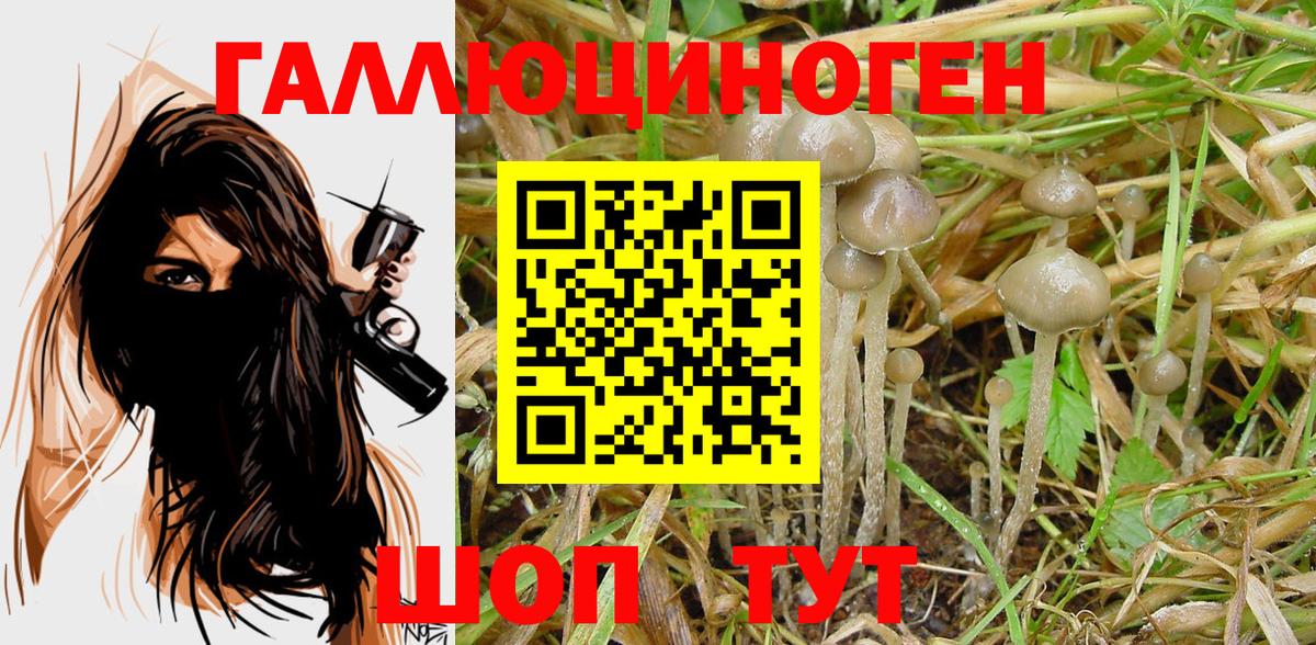 Псилоцибиновые грибы прущие грибы  Псилоцибиновые грибы Cubensis  купить наркотики сайты  Богородицк 